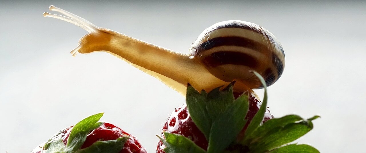 snail-2247217_1280